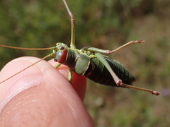 Ephippiger discoidalis