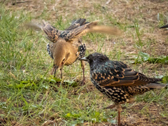 Sturnus vulgaris