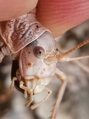 Ephippiger terrestris terrestris