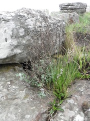 Helichrysum lepidissimum