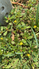 Portulaca oleracea