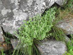 Helichrysum lepidissimum