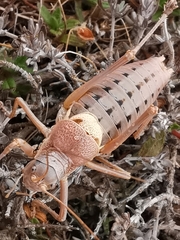 Ephippiger terrestris terrestris