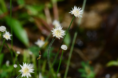 Eriocaulon stellulatum