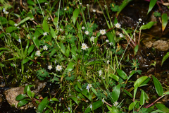 Eriocaulon stellulatum