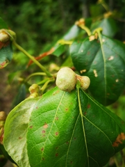 Pemphigus monophagus