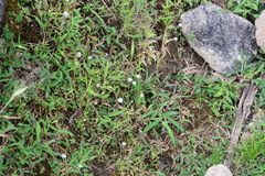 Eriocaulon stellulatum