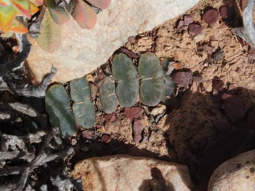 Haworthia truncata Schönland 4