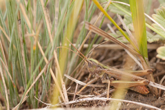 Stenobothrus eurasius
