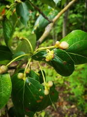 Pemphigus monophagus