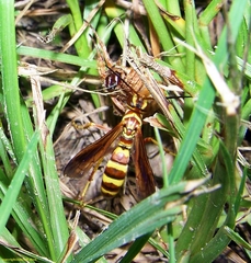 Poecilopompilus interruptus