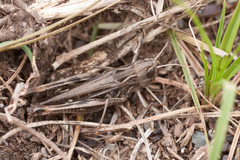Stenobothrus eurasius