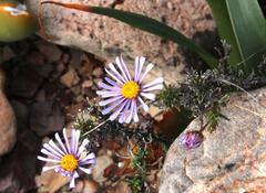 Felicia muricata muricata