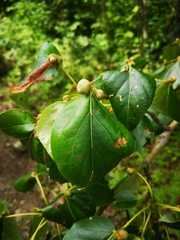 Pemphigus monophagus