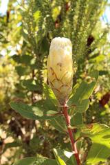 Protea mundii