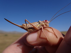 Ephippiger discoidalis
