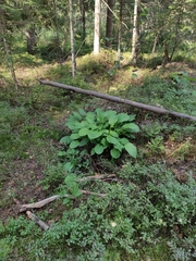 Hosta plantaginea