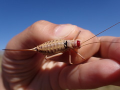 Ephippiger discoidalis