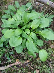 Hosta plantaginea
