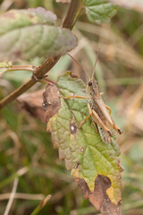 Chorthippus fallax fallax