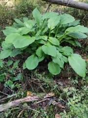 Hosta plantaginea