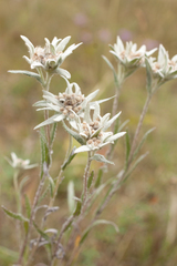 Leontopodium ochroleucum
