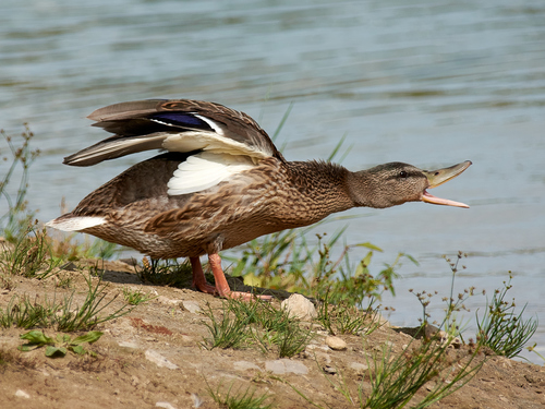 Ánade azulón (Anas platyrhynchos)