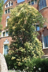 Magnoliopsida