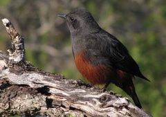 Thamnolaea cinnamomeiventris autochthones