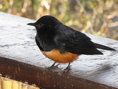 Thamnolaea cinnamomeiventris autochthones