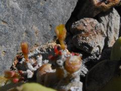 Portulacaria pygmaea