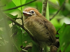 Thamnophilus schistaceus