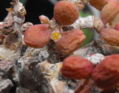 Portulacaria pygmaea