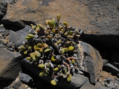 Portulacaria pygmaea