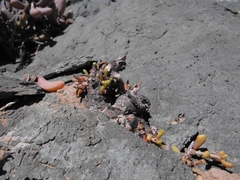 Portulacaria pygmaea