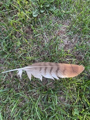 Buteo buteo