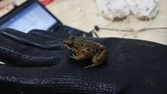 Fejervarya iskandari