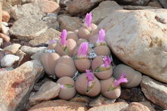 Gibbaeum heathii