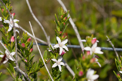 Philotheca queenslandica