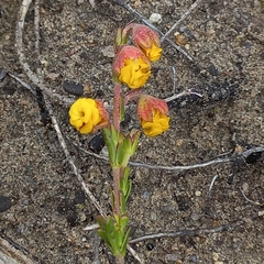 Hermannia concinnifolia