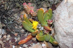 Glottiphyllum regium