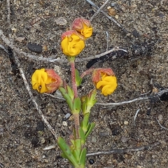 Hermannia concinnifolia