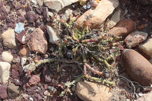 Psilocaulon junceum 2