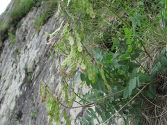 Hedysarum caucasicum