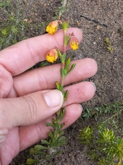 Hermannia concinnifolia
