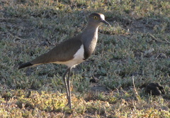 Vanellus lugubris