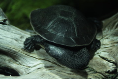 Chelodina mccordi