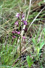 Eulophia hians hians