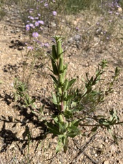 Oenothera elata hirsutissima