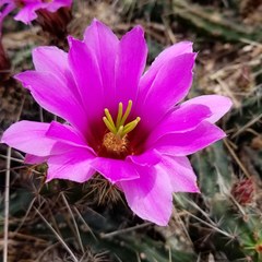 Echinocereus berlandieri